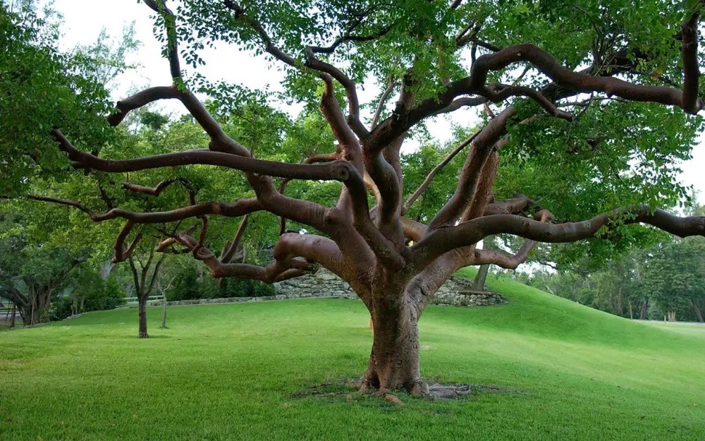 Congressional Brief: Green Spaces